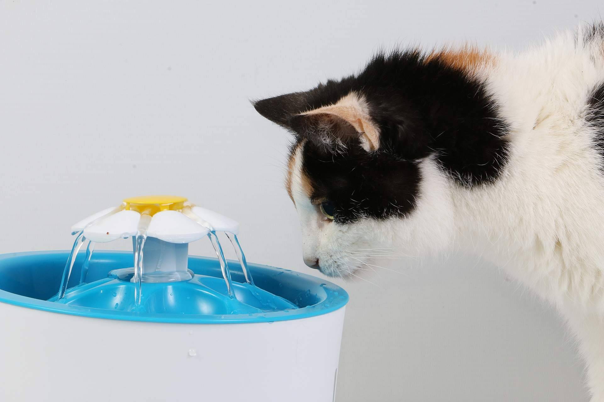 Can Xana, tienda online de alimentación para gatos