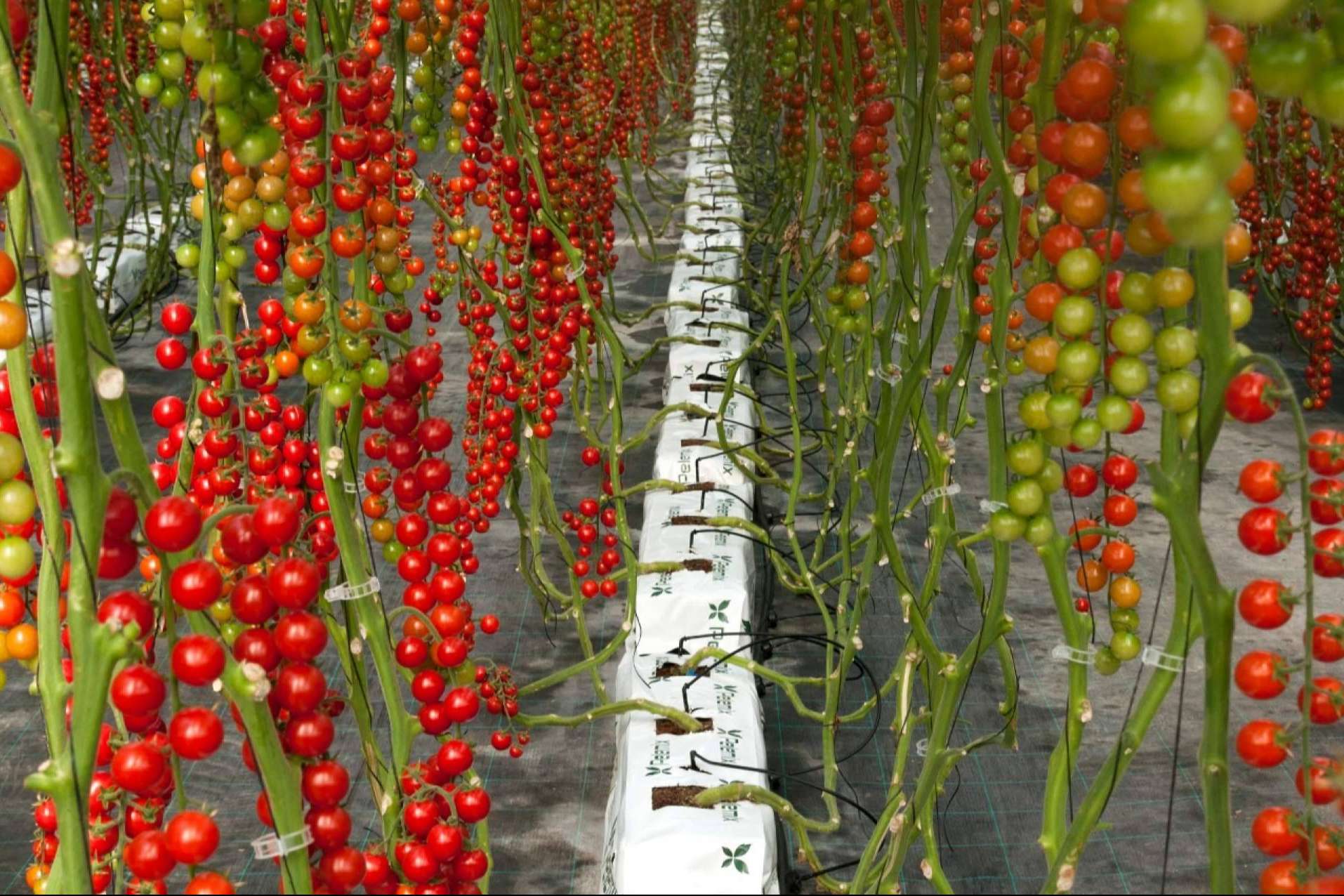 Cultivo de tomates con Pelemix
