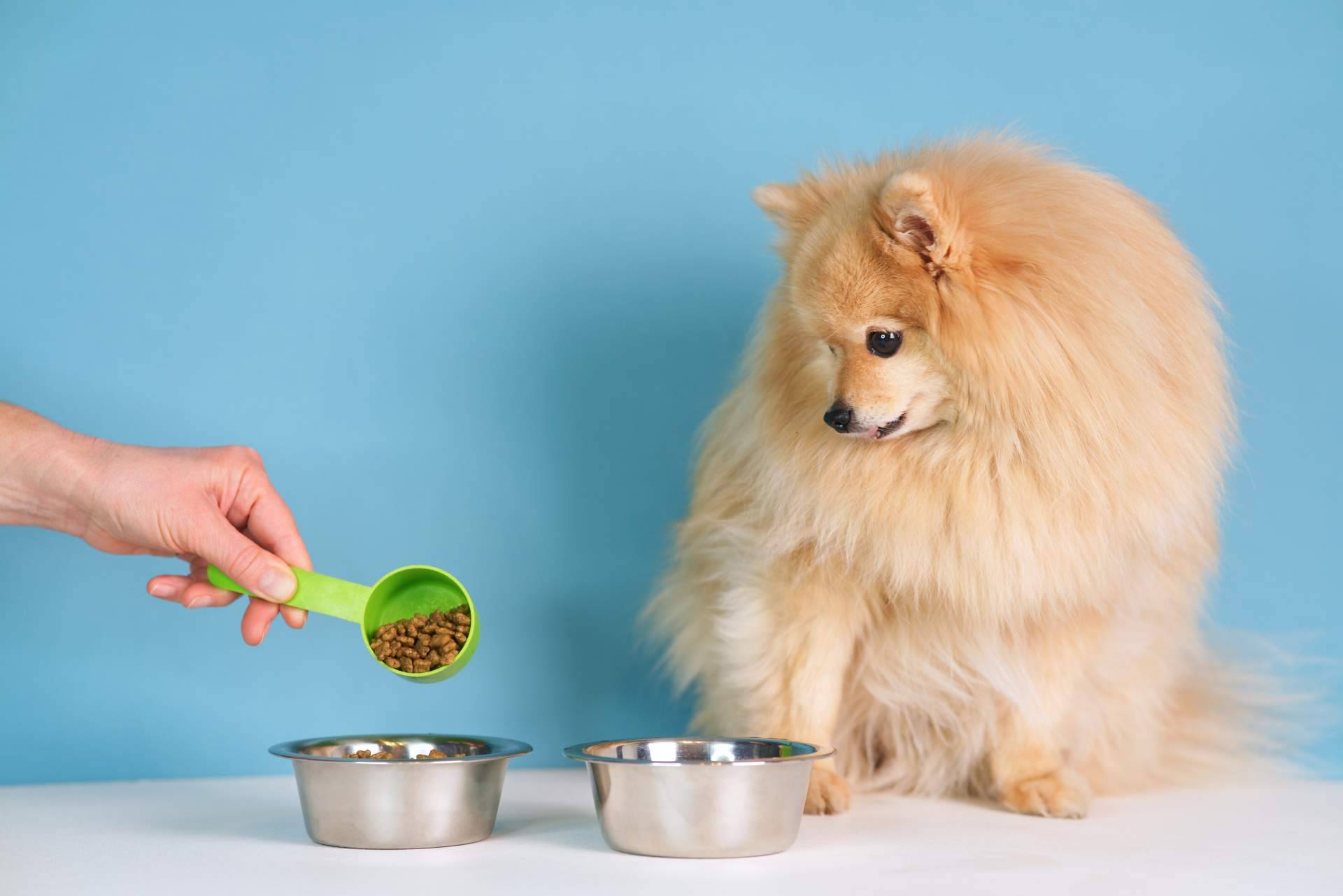 Can Xana y los beneficios de la comida para perros y gatos que ofrecen