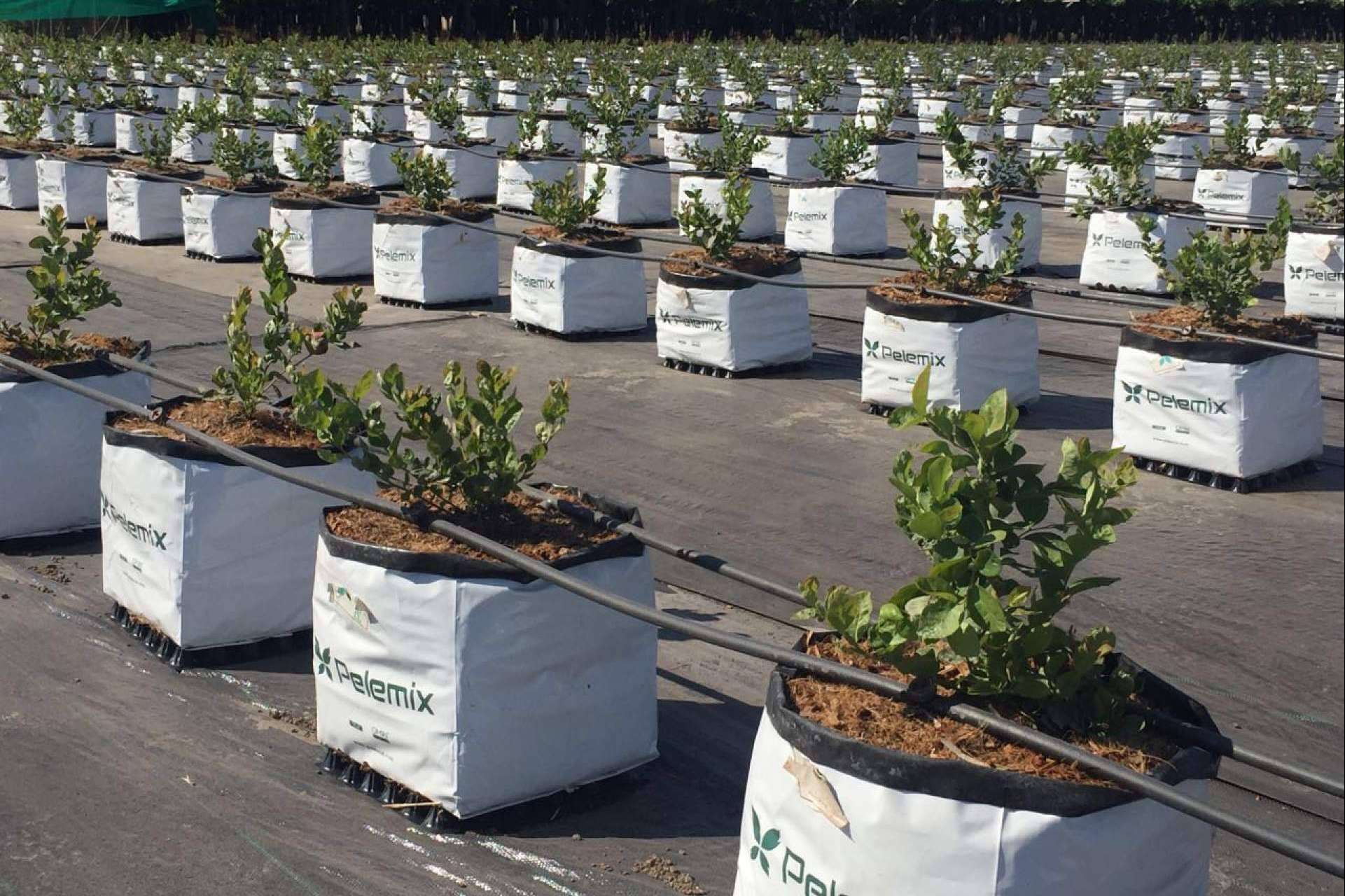 Pelemix, una empresa dedicada a la producción y comercialización de sustratos de coco de calidad para la agricultura