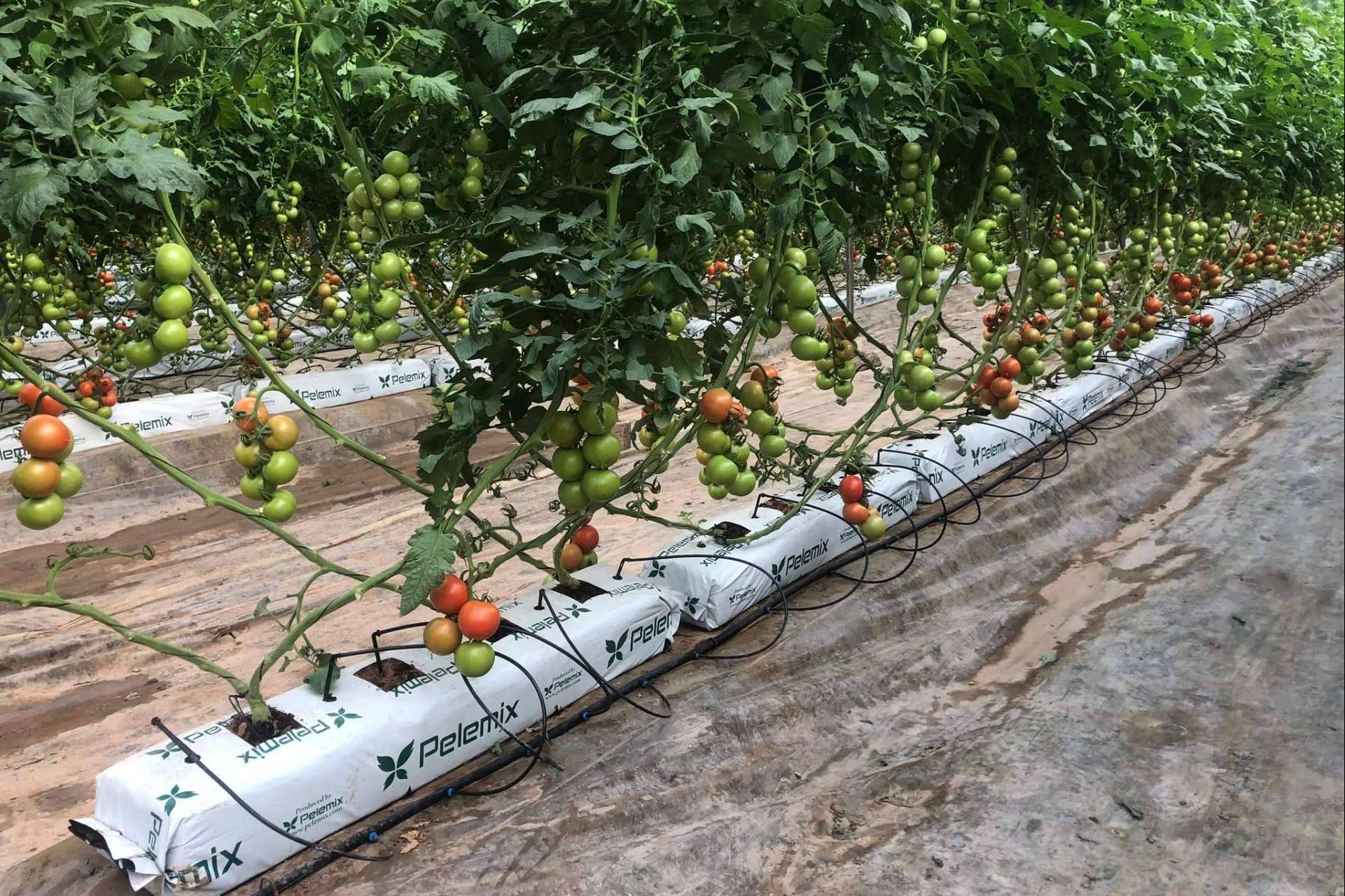 La solución definitiva de Pelemix para los productores comerciales de tomates