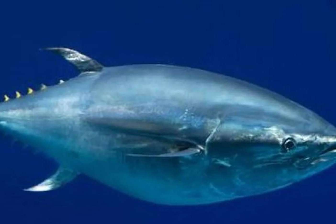 Estudiantes y pescadores aprenden de la mano de Suzuki Marine y Movilmotors sobre el marcaje de peces