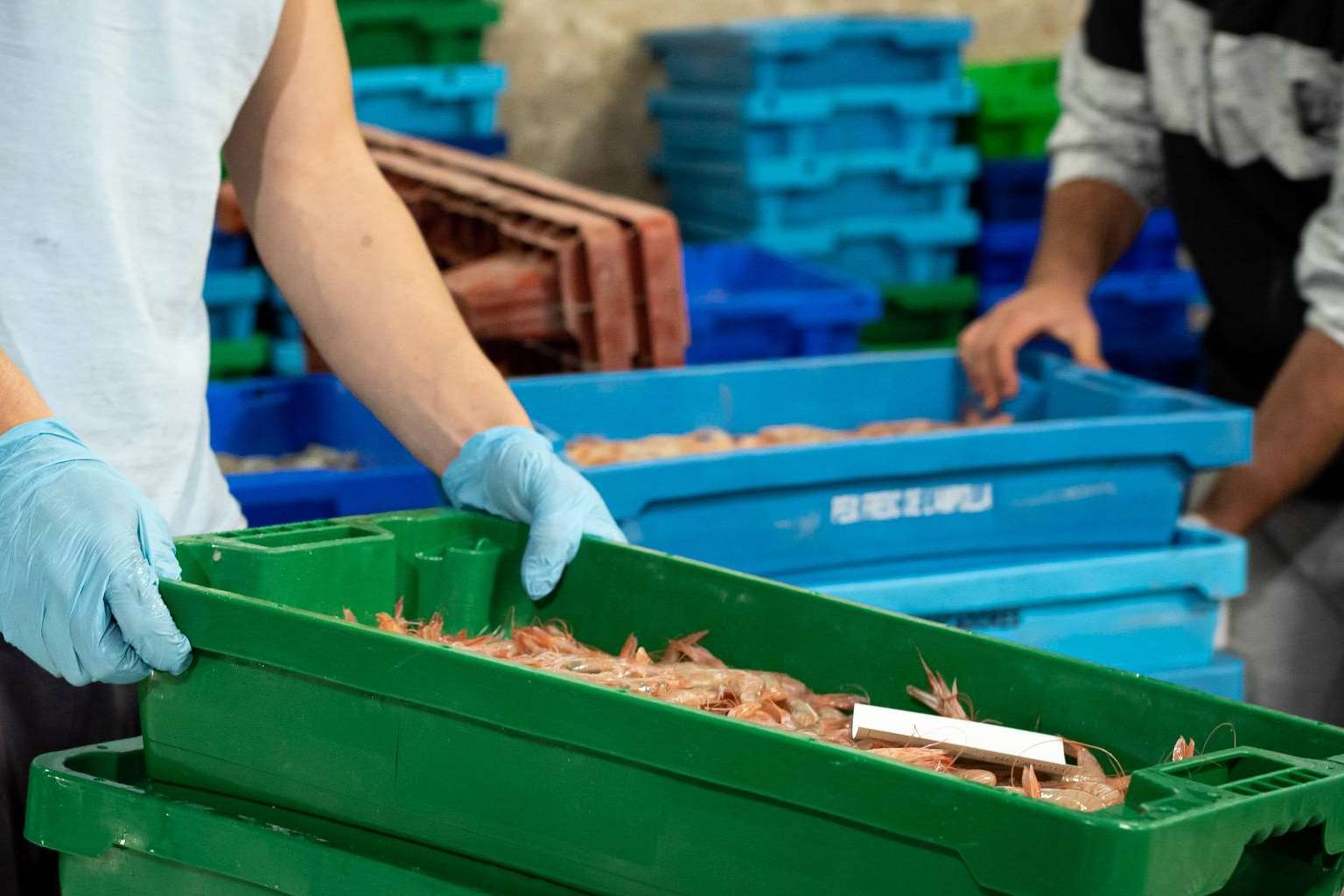 Lonja de Ayamonte entrega de mariscos o pescado fresco en menos de 24 horas a través de expertos