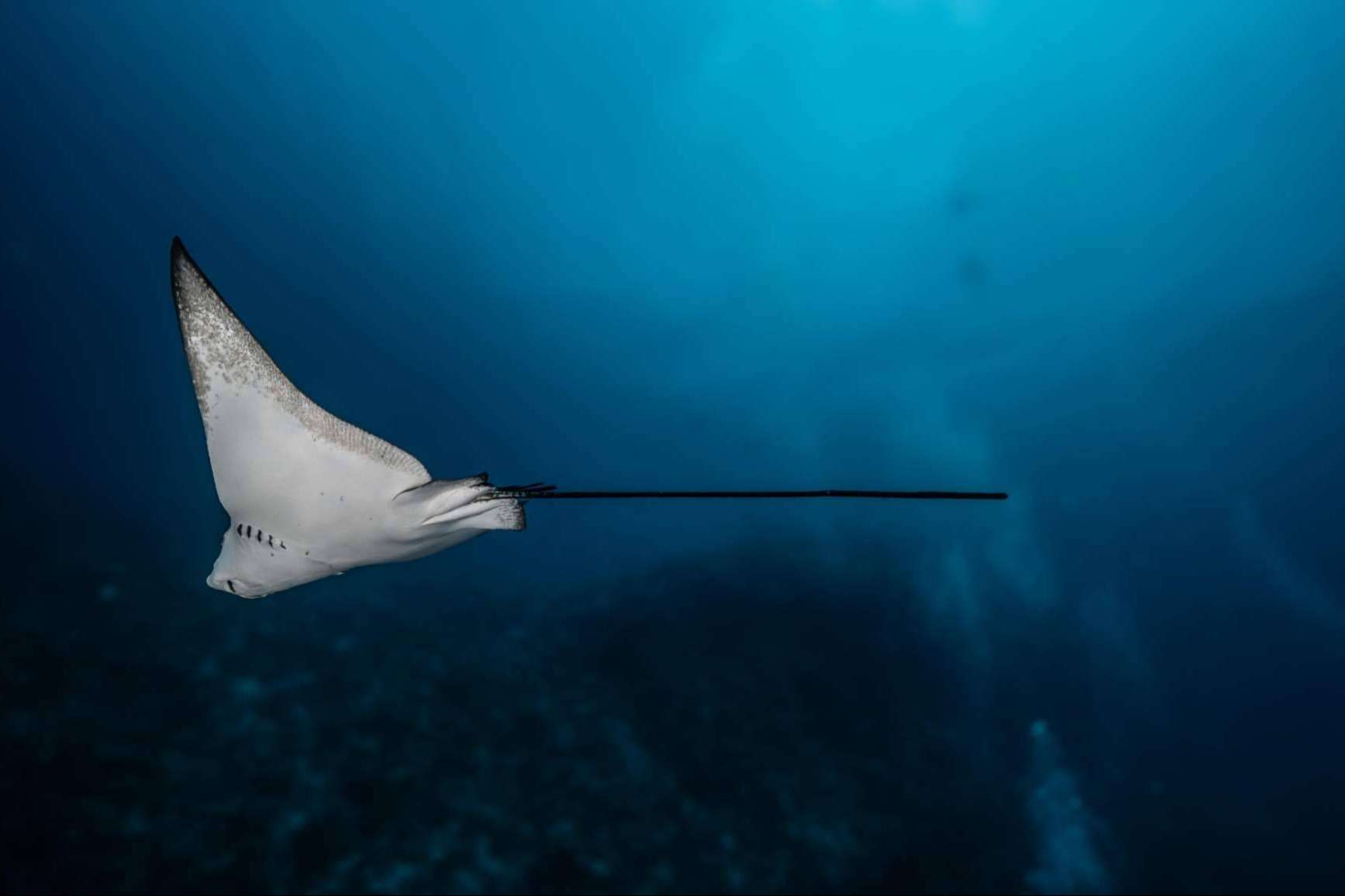 Scuba Finders, la innovadora startup que está revolucionando la forma de reservar experiencias de buceo