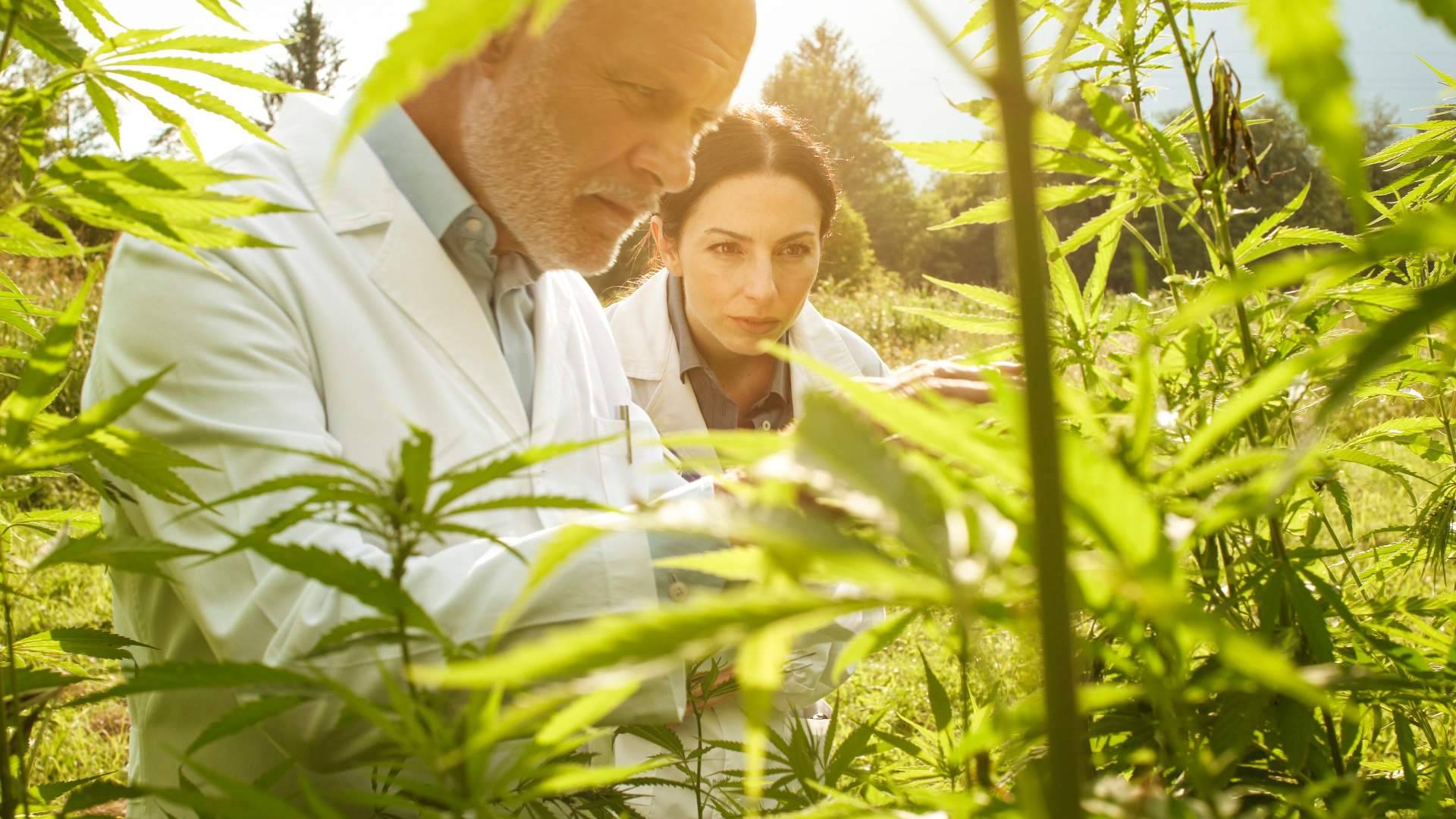 South Hemp y el desarrollo de nano-bio-aditivos de última generación