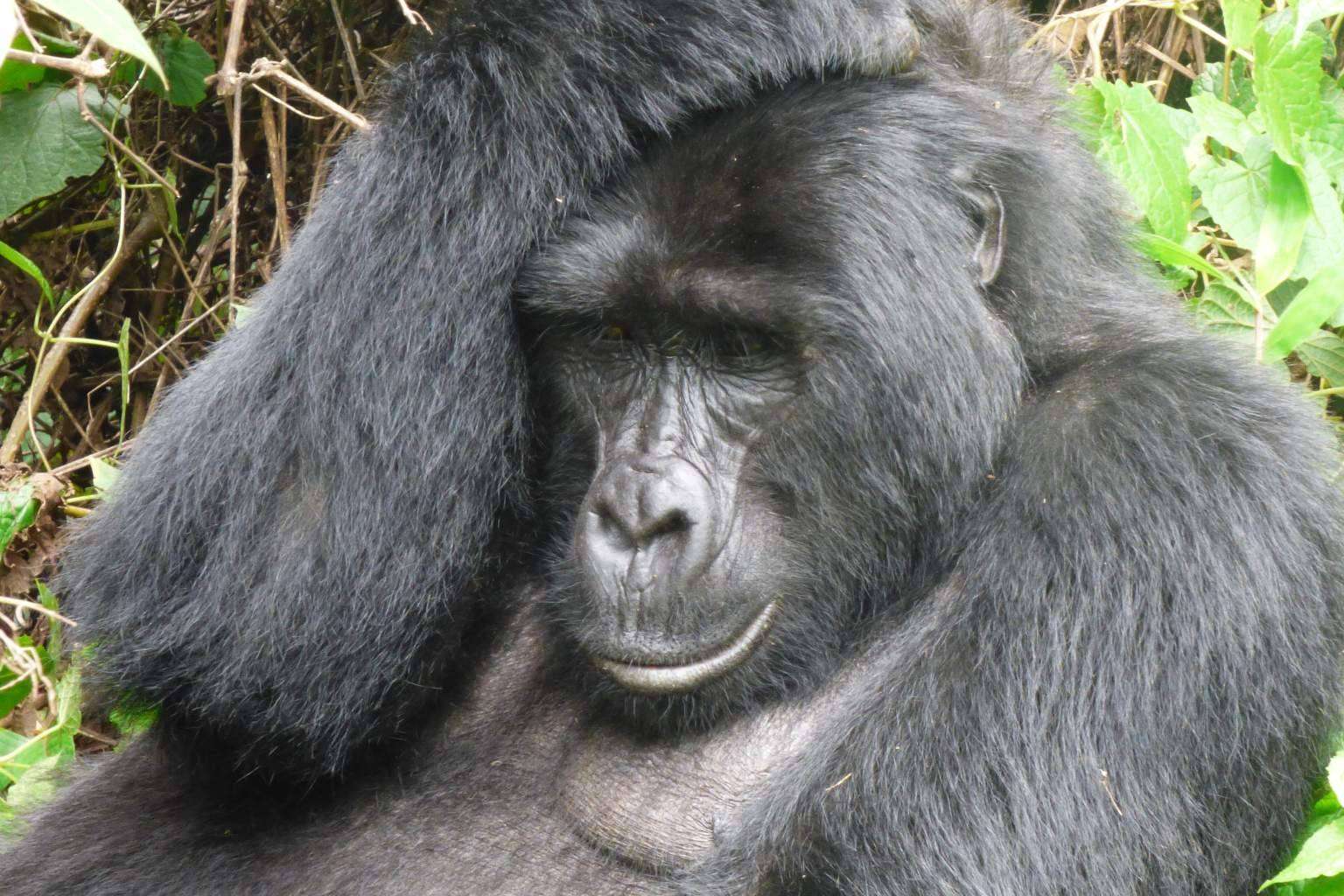 Safari en Uganda
