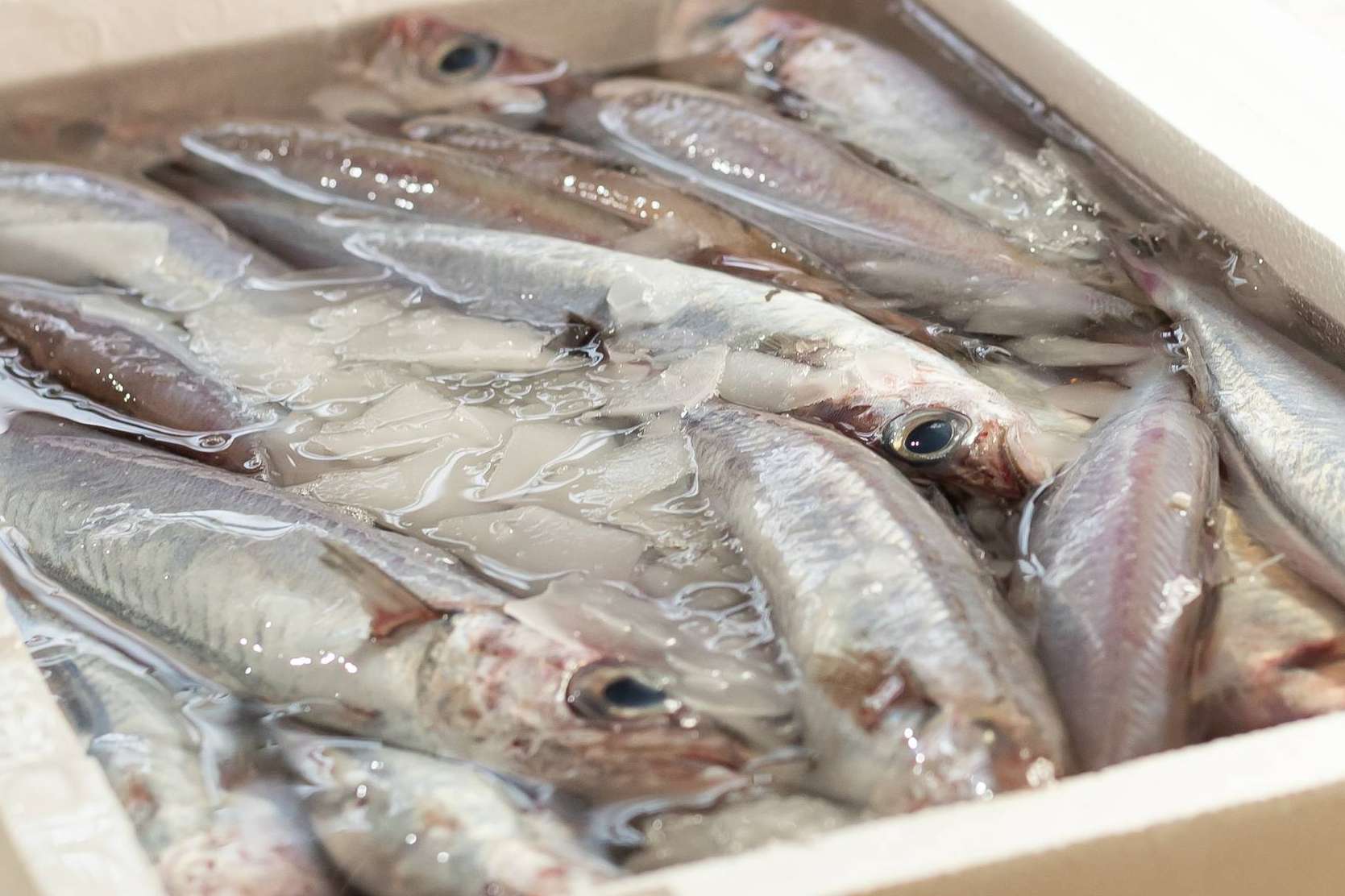 Lonja de Ayamonte lleva el marisco de Huelva directo a la mesa, en 24 horas y sin intermediarios