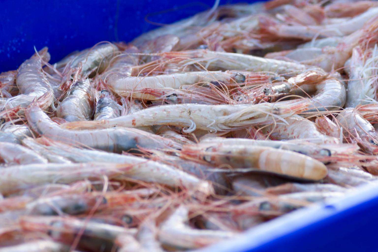 Lonja de Ayamonte permite adquirir pescado y marisco fresco de calidad
