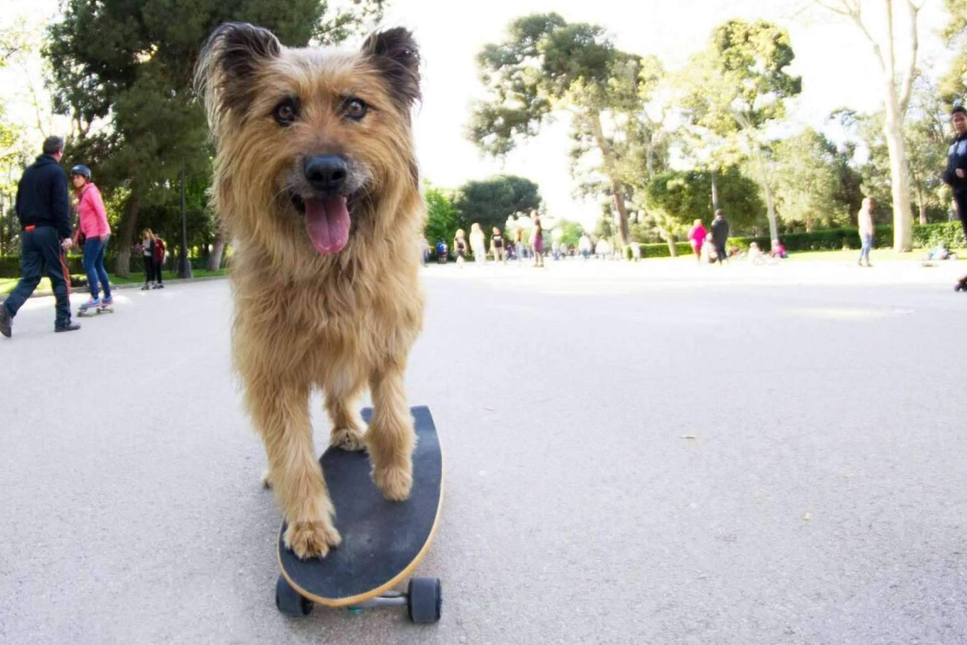 Amazdog se corona por 4° año consecutivo como líder de adopciones en España