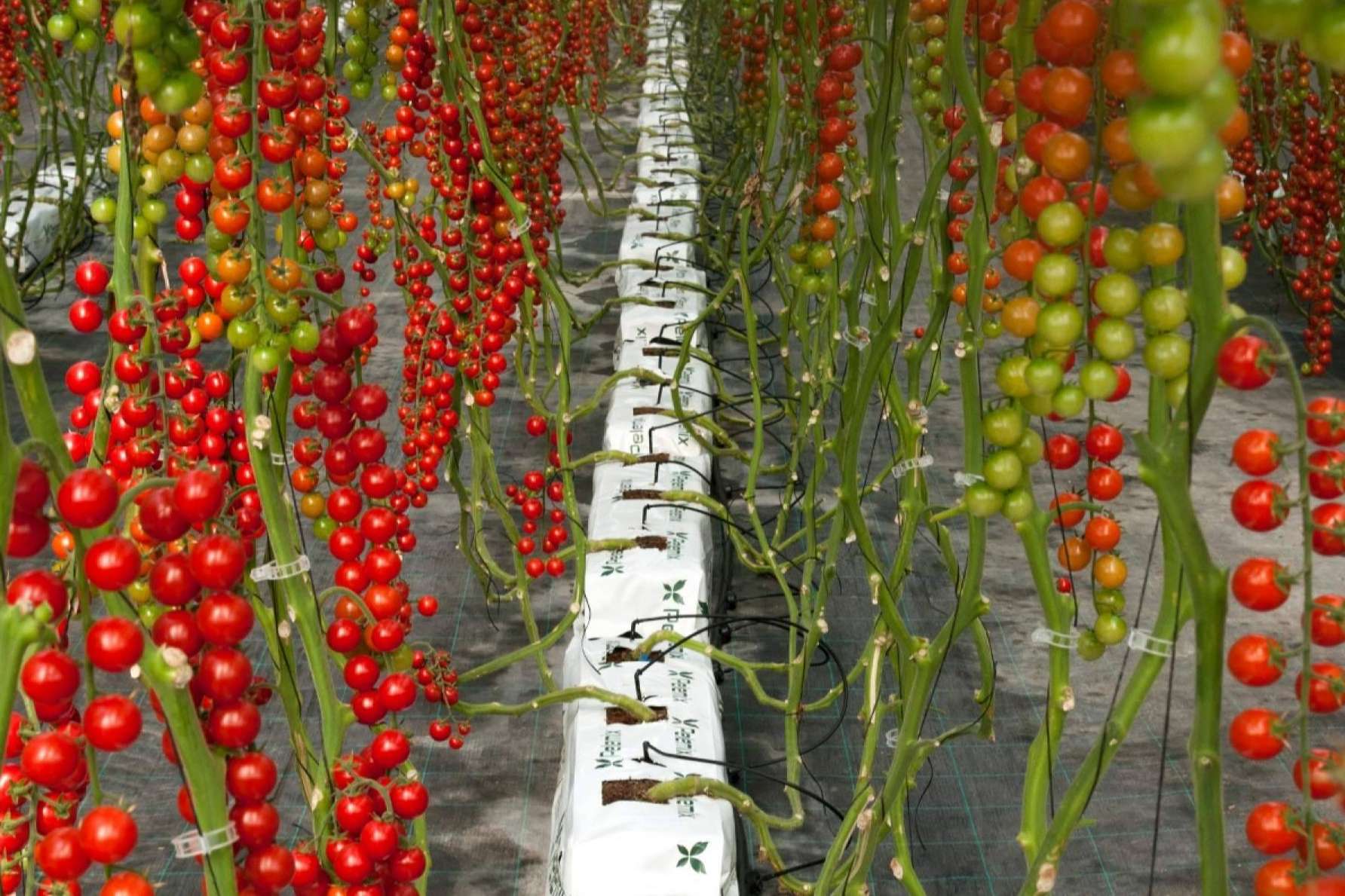 Pelemix; la agricultura del futuro está más cerca