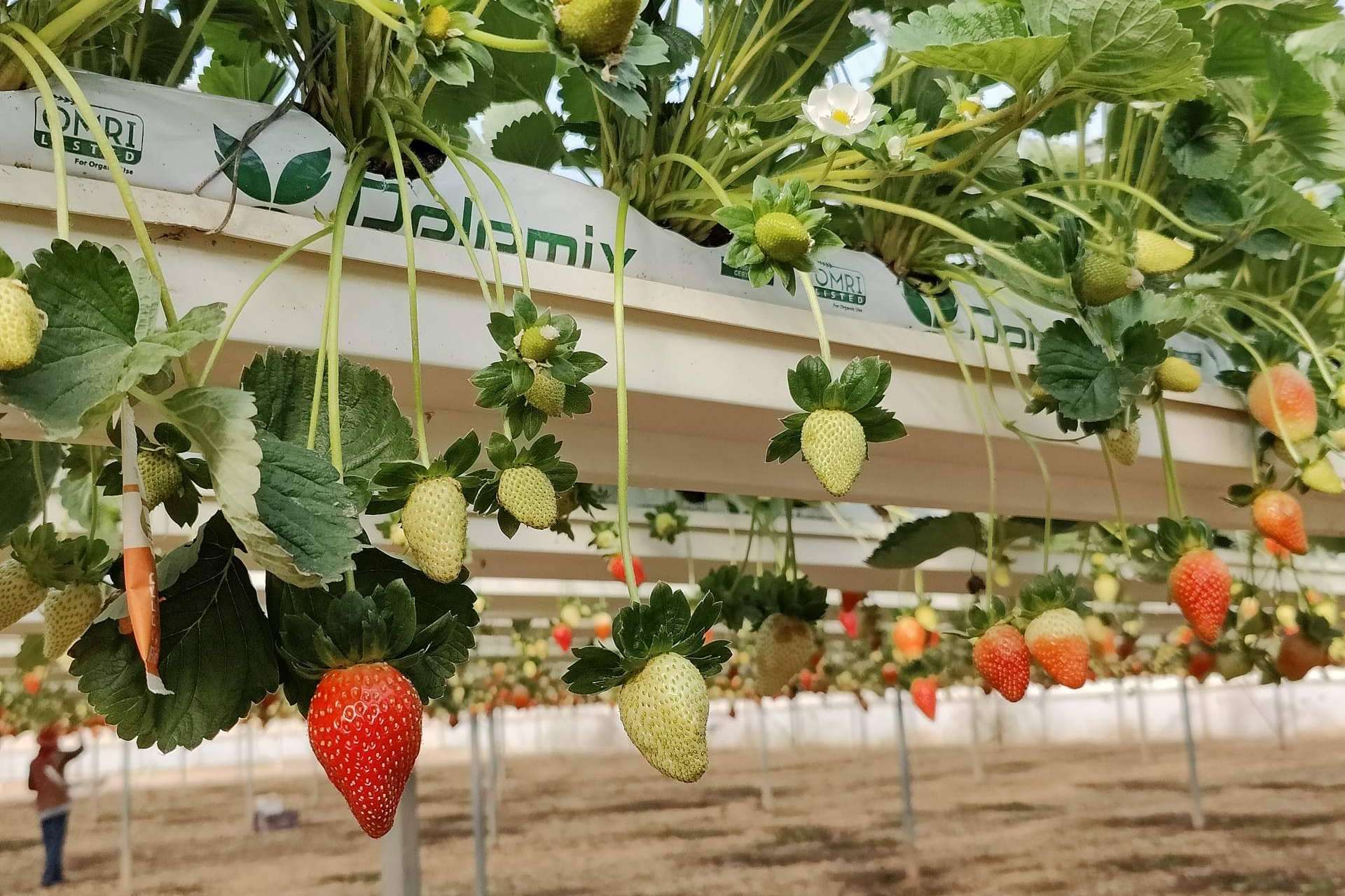 ¿Cuáles son los principales beneficios de los sustratos de Pelemix para el cultivo de la fresa?