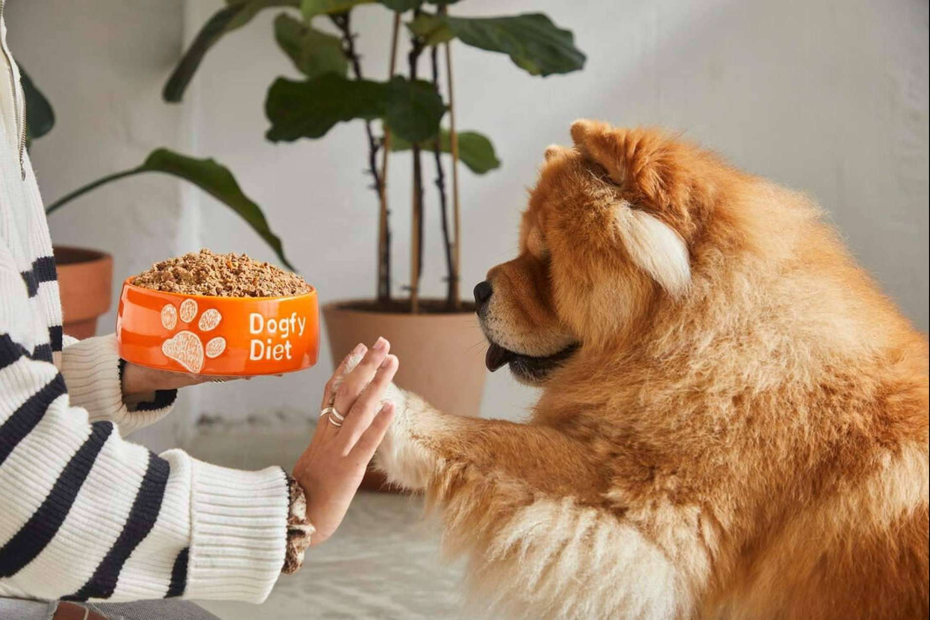 Prevenir la obesidad en perros con una dieta natural