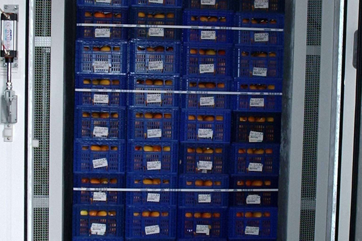 Pretecval, equipos de enfriamiento rápido para frutas y cítricos