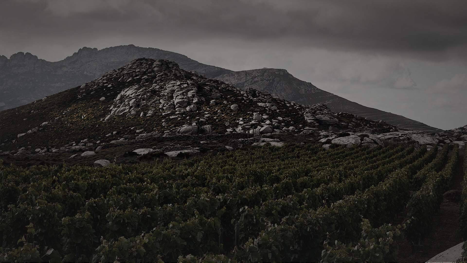 Producción de vinos blancos y tintos con Privios, una marca vitivinícola exclusiva