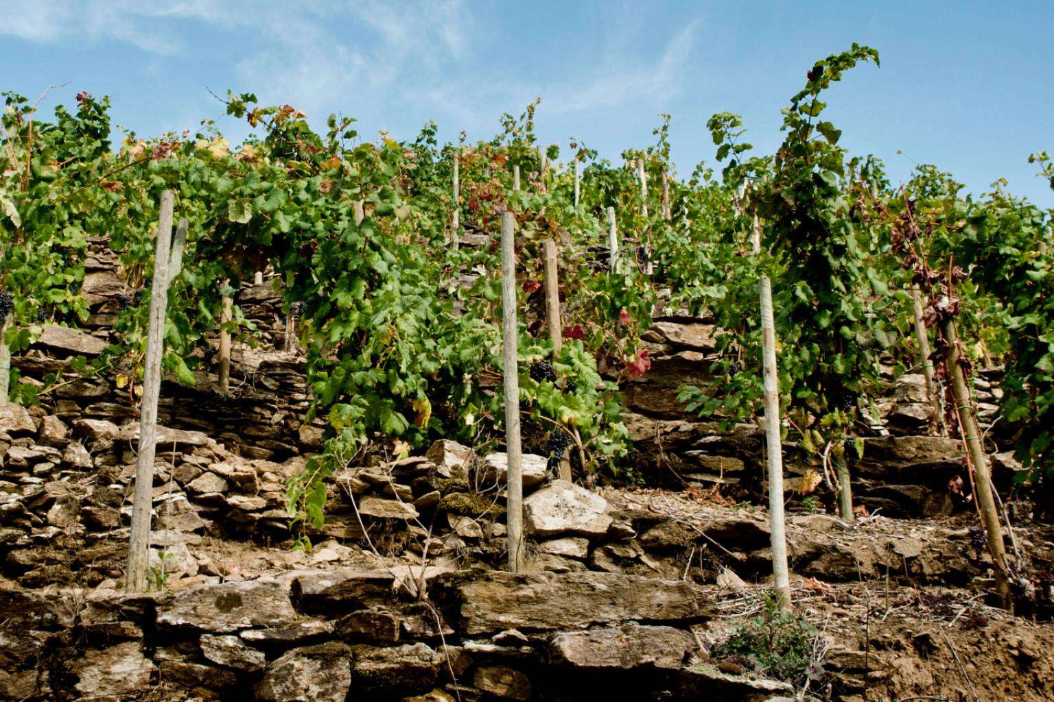 Presentación GRANDES VINOS DE GALICIA en Madrid