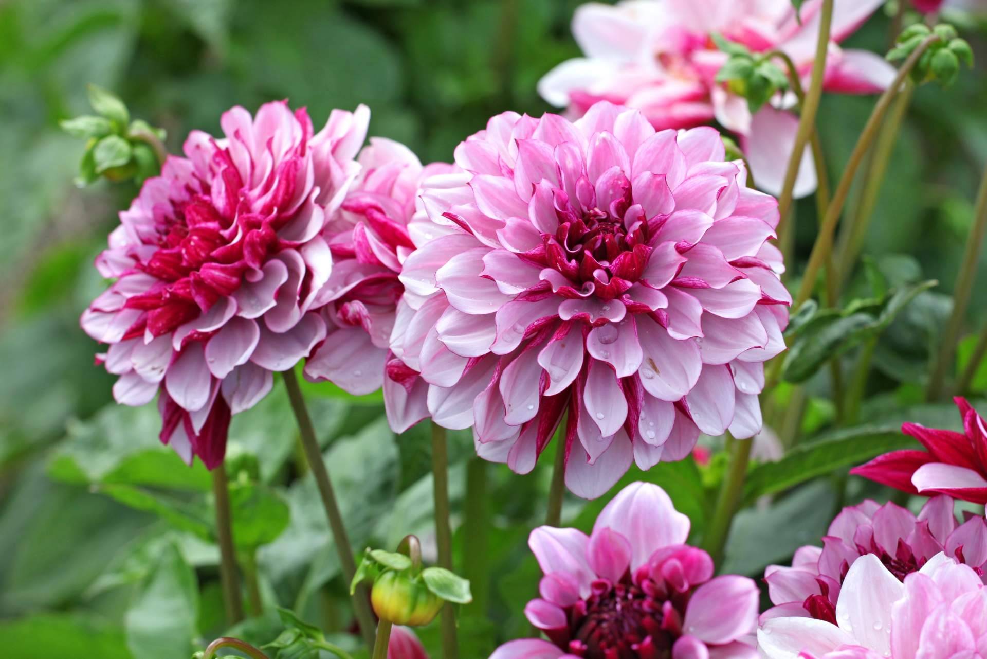 Niudàlia permite respirar naturaleza a través de su gran variedad de flores
