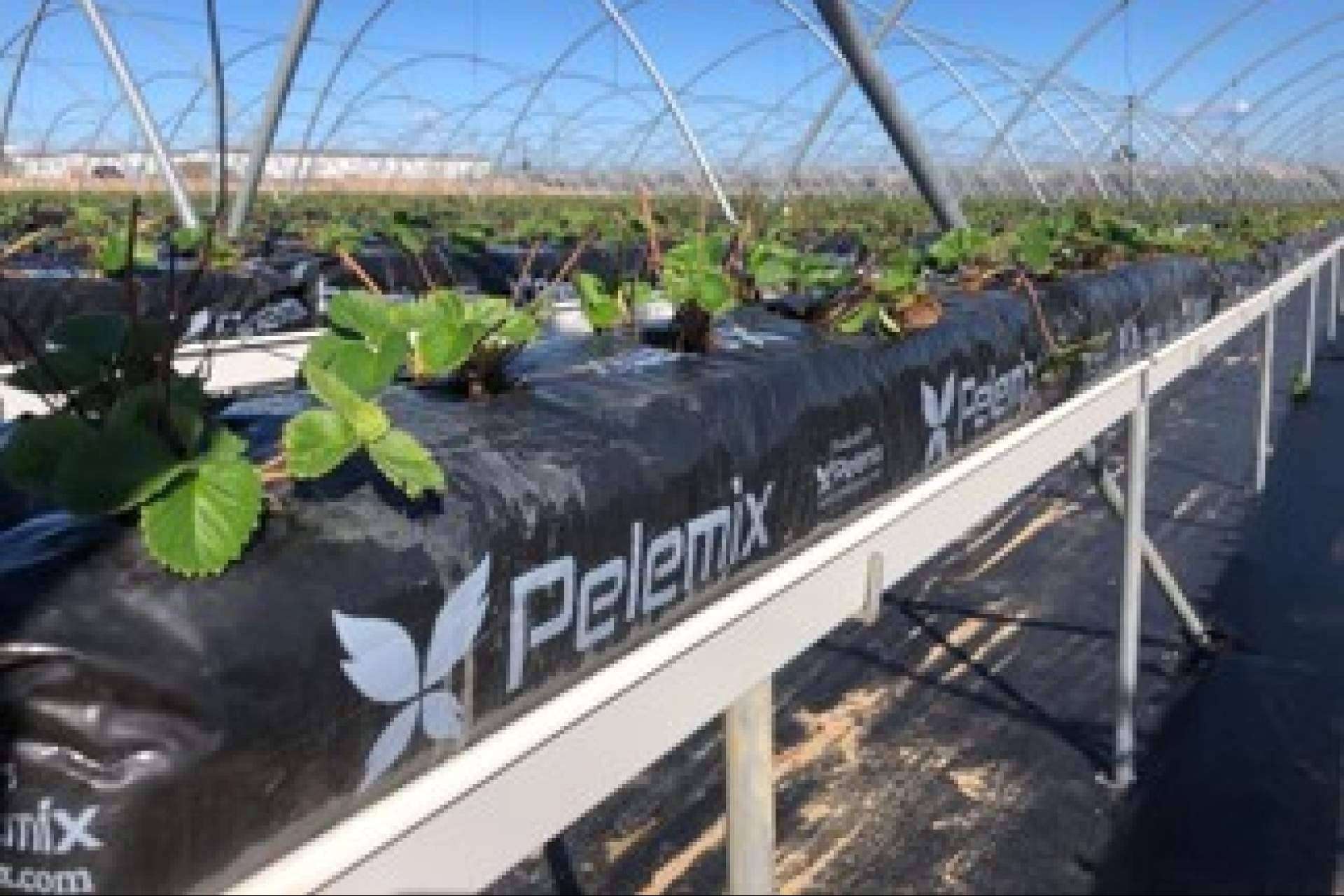 La revolución sostenible con las bolsas de cultivo de fibra de coco