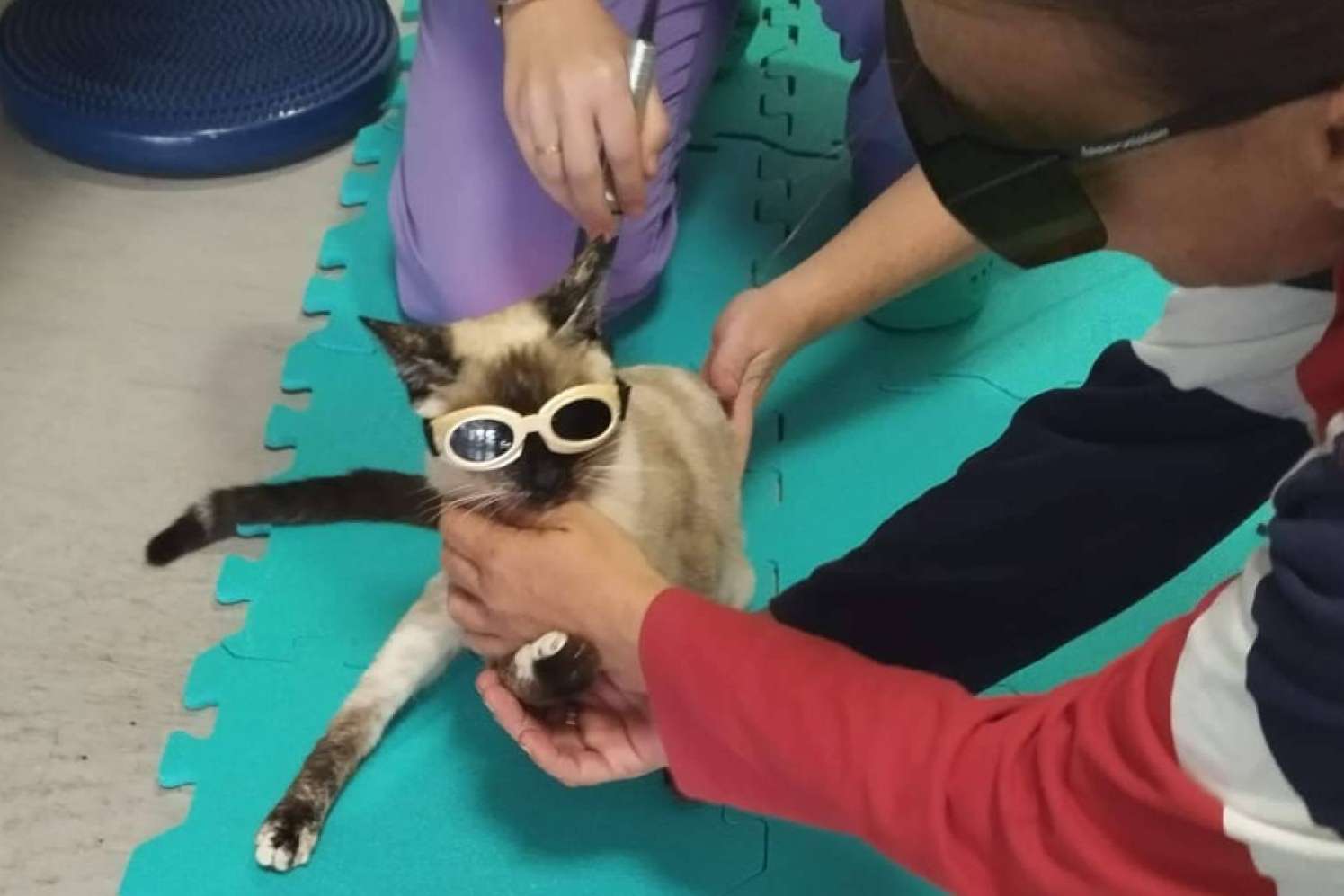 Mejorar la calidad de vida de los animales con laserterapia veterinaria en Reanimalia