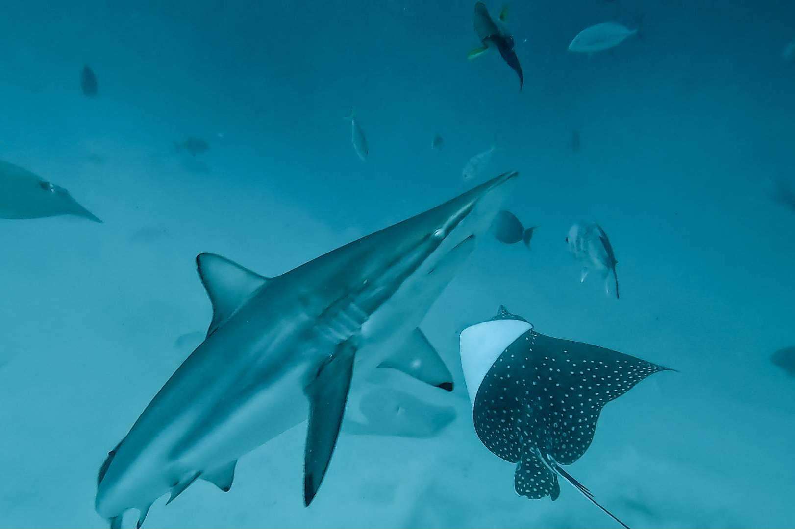 Drop Dive Maldives, exploración submarina en las Maldivas