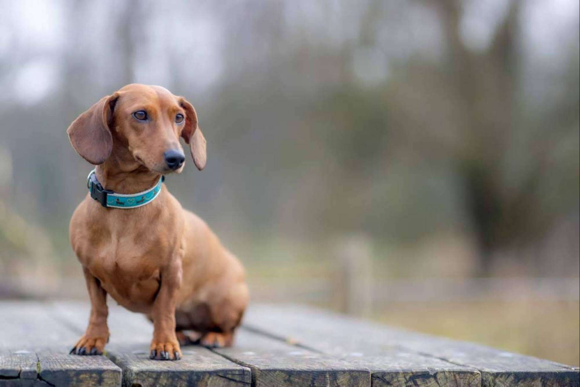 Teckel, todo sobre esta raza canina conocida como perros salchicha