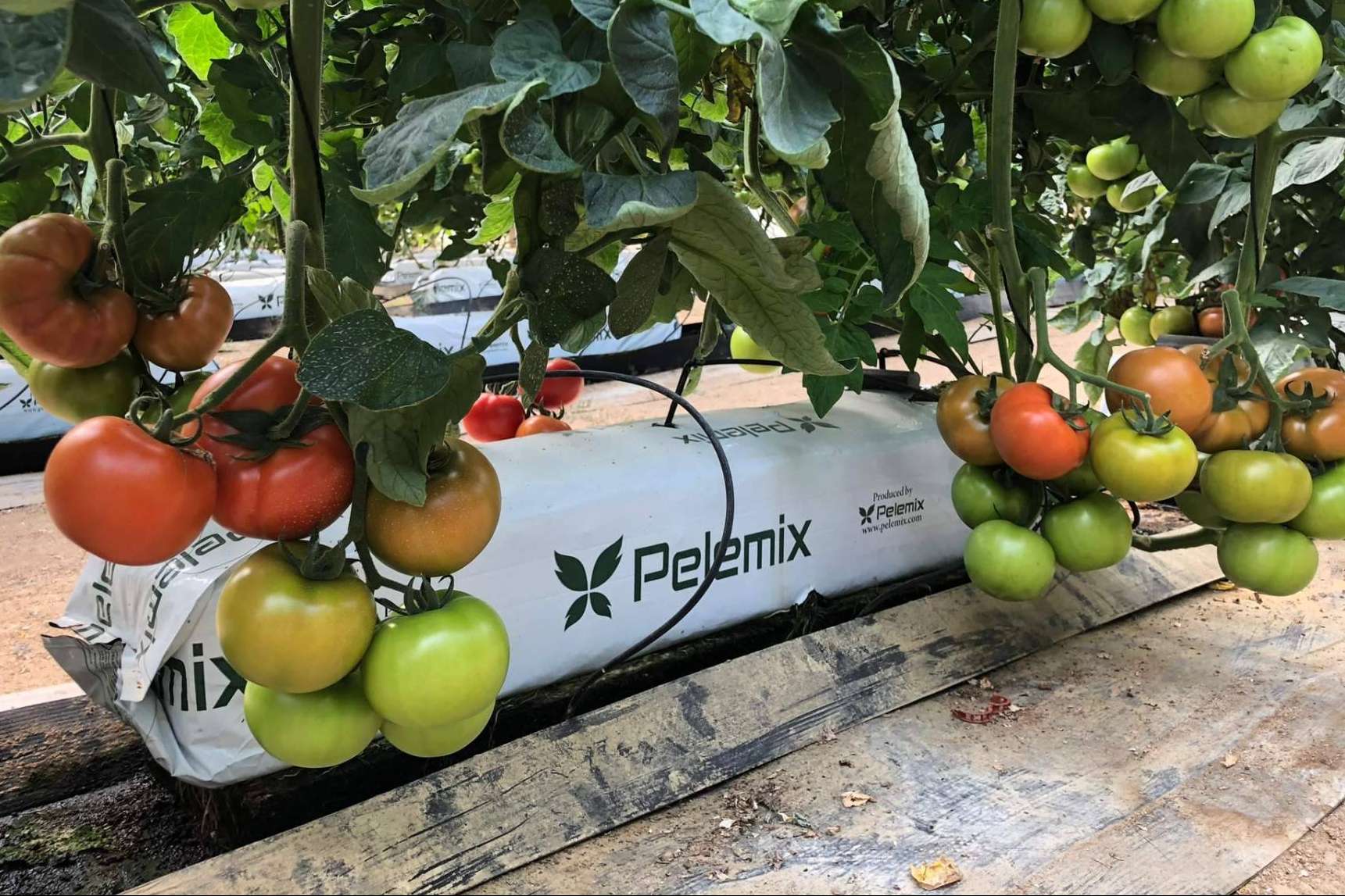 La empresa Pelemix promueve el crecimiento sostenible en la agroindustria con productos de fibra de coco