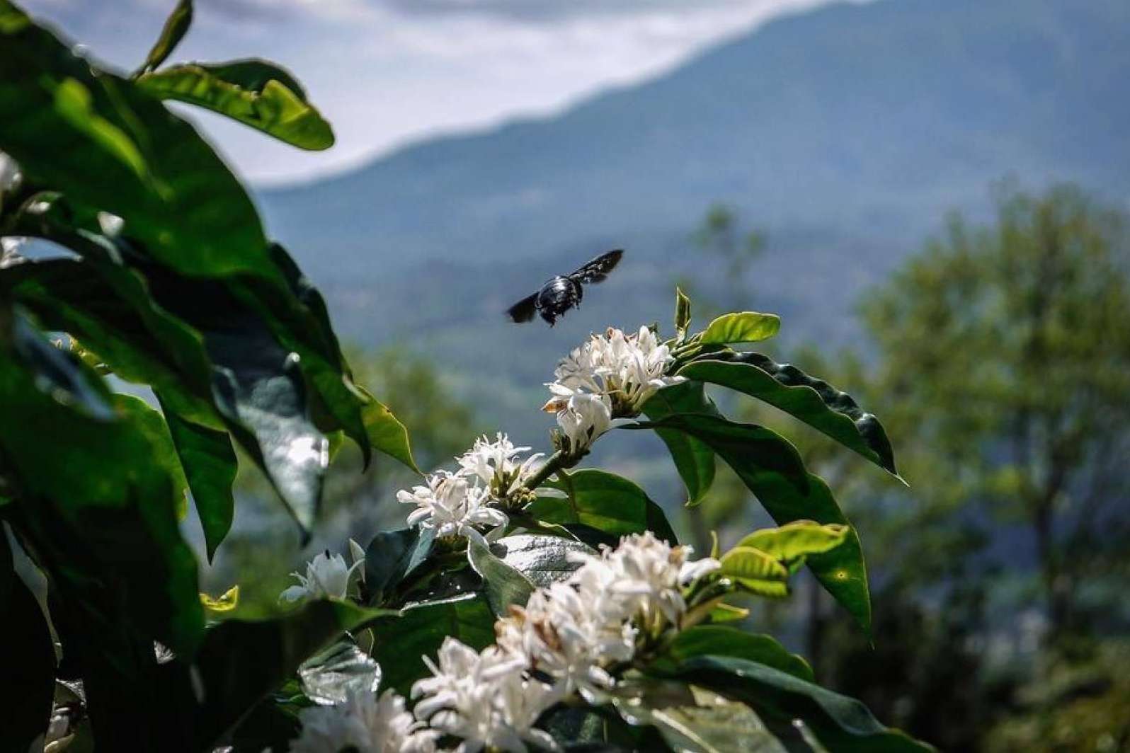 Cafe Catuai, bondades, orígenes y proyección de una variedad que redefine la experiencia sensorial del consumidor