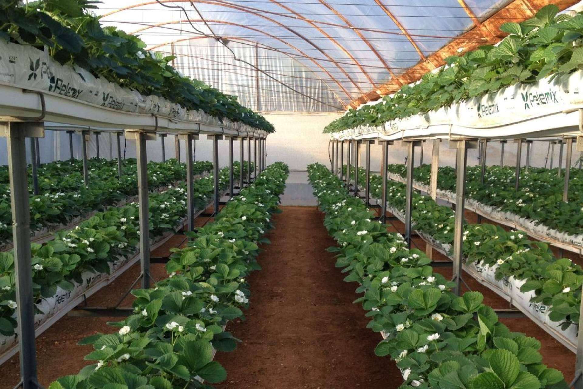Pelemix ofrece una solución sostenible y eficaz para el cultivo de fresas con sus sustratos de coco