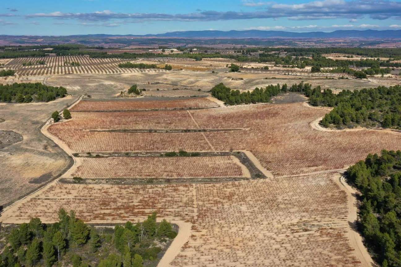 Bodegas Vegalfaro; vinos ecológicos de alta calidad desde el corazón de Valencia