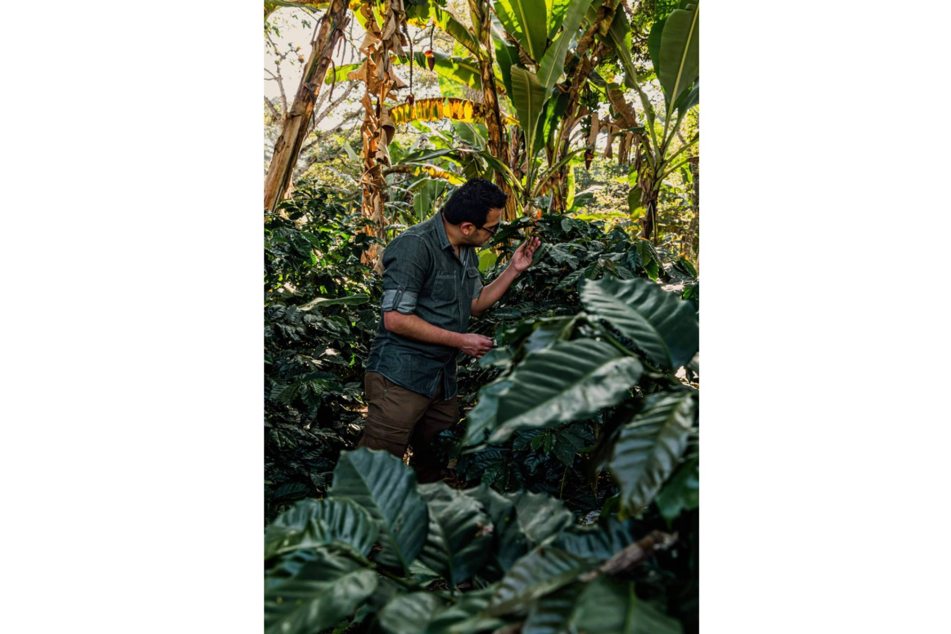 Ventajas del café en grano para oficinas, la propuesta de Fresh OCS para el bienestar corporativo
