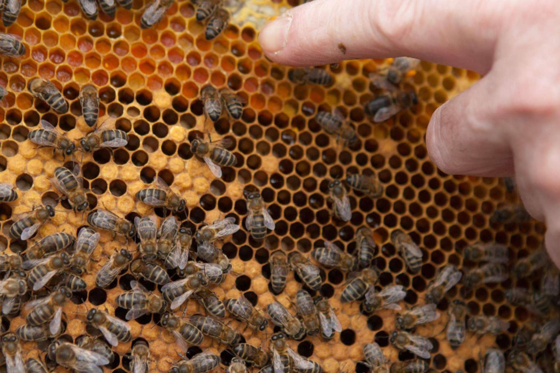 VerdeMiel productos apícolas ecológicos de Andalucía, apoyando la diversidad