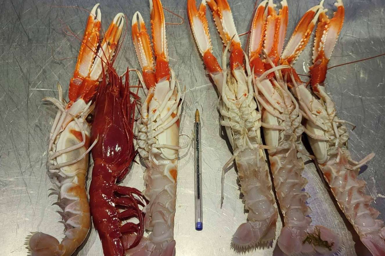 Pescadería Younes Ceuta ofrece una gran variedad de pescado fresco de calidad, recién salido del Mar Mediterráneo