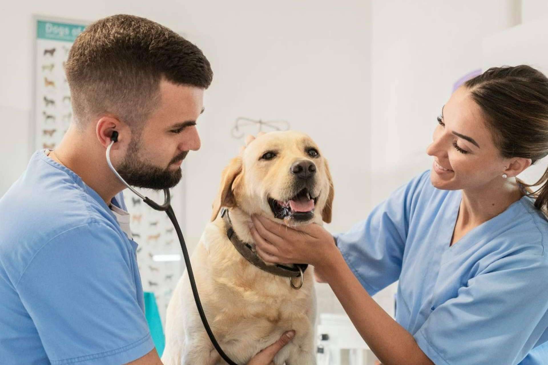 Regalar cursos de veterinaria con Vetformación, el detalle especial en estas fiestas