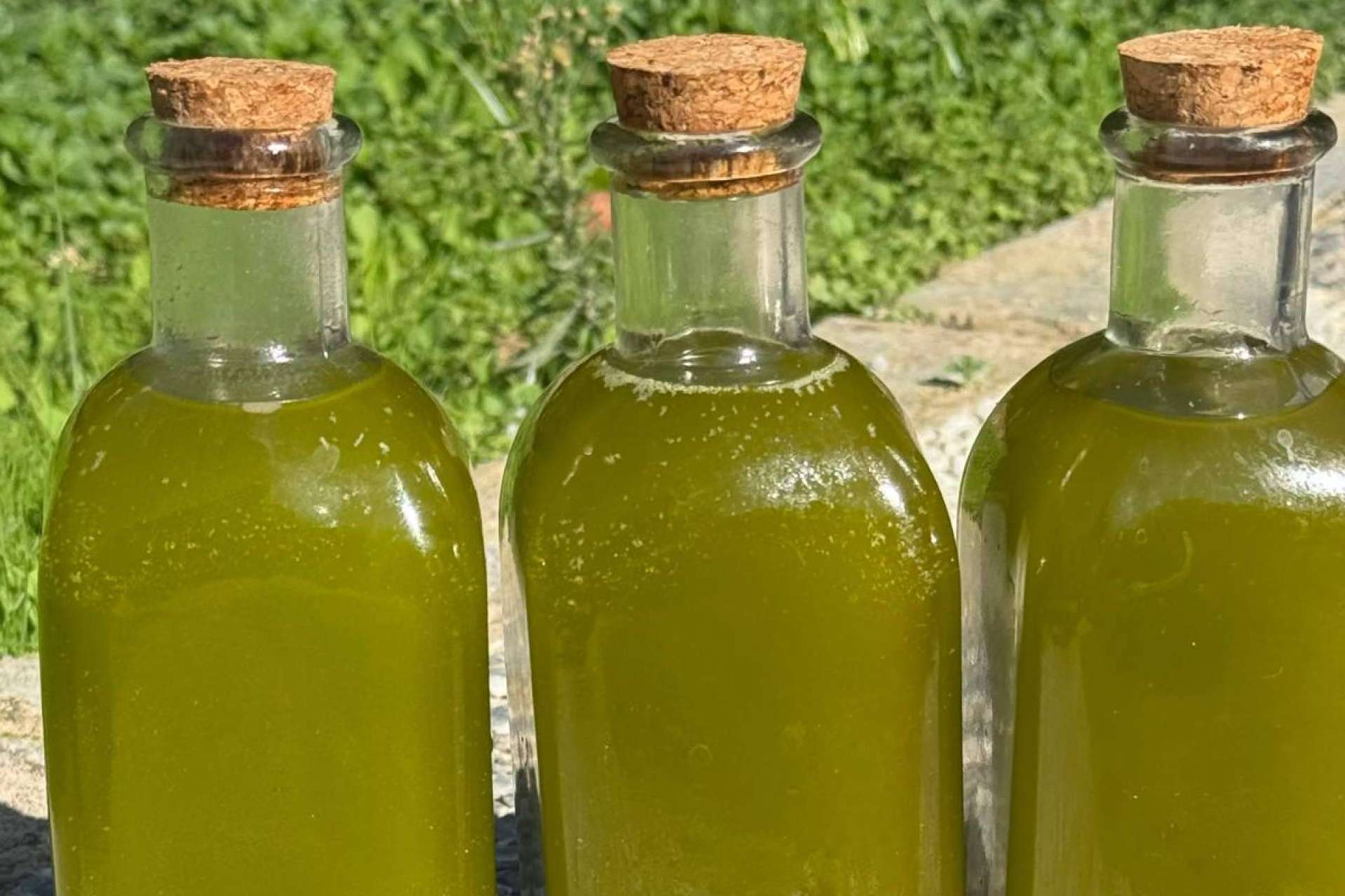 Descubriendo el arte detrás del aceite de oliva virgen extra gourmet de Tercio de las Torres