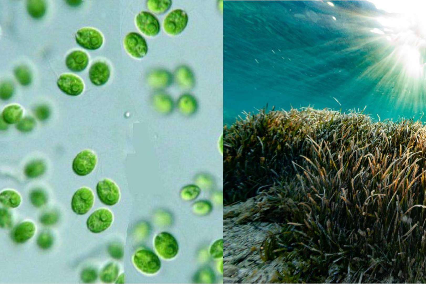 Microalgas de agua dulce; El futuro de los fertilizantes ecológicos