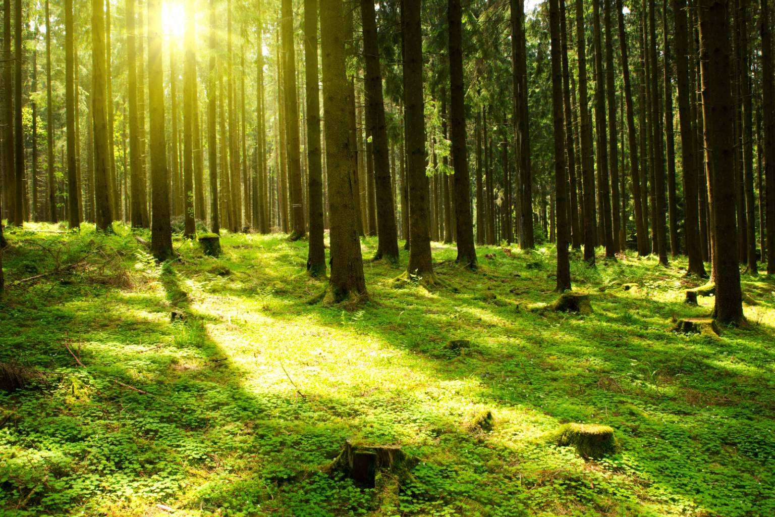 ECOticias.com, el referente informativo en energías renovables, movilidad eléctrica y cambio climático