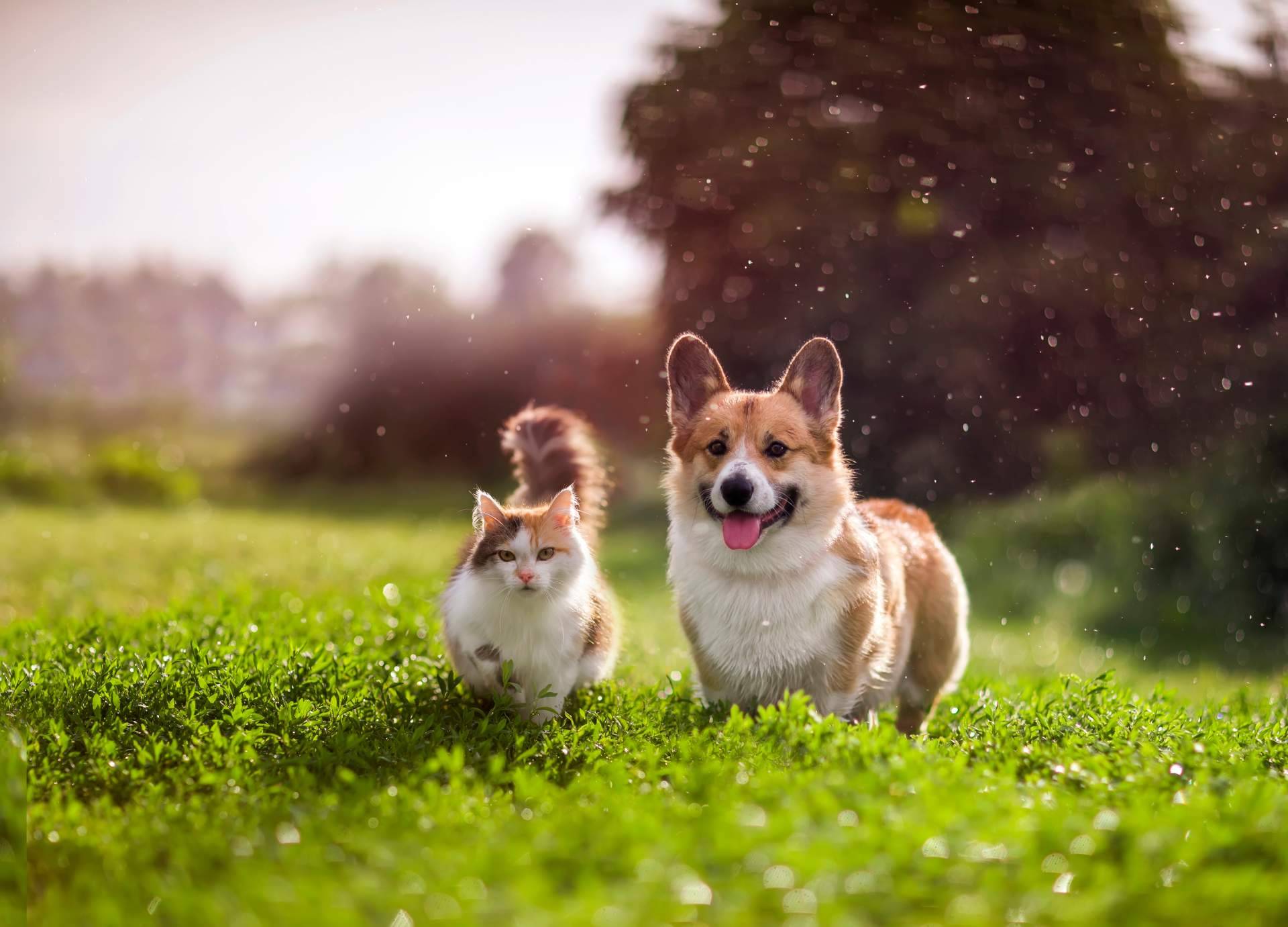 Nutrición holística, clave para una vida saludable en perros y gatos