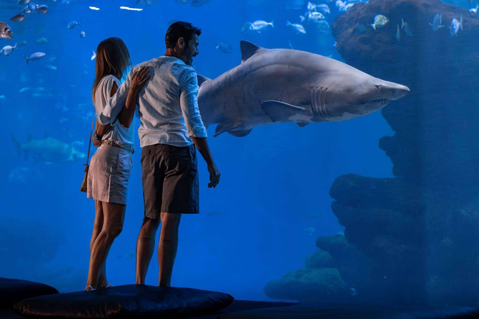 Visita Mallorca en Semana Santa; Conecta con el mar en Palma Aquarium