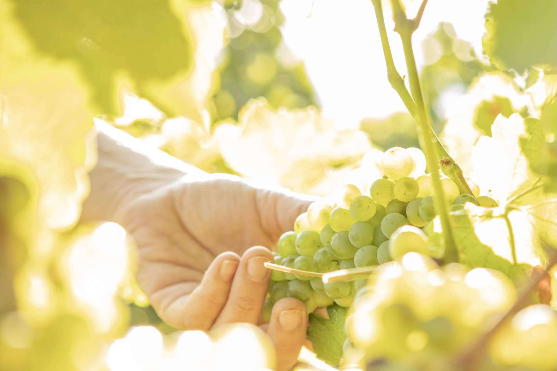 Vegamar impulsa la fusión entre tradición y modernidad en sus vinos gourmet del Alto Turia