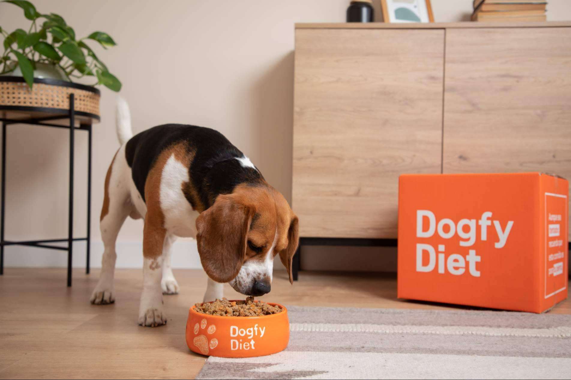 Alimentación adaptada a la madurez, Dogfy Diet impulsa planes nutricionales naturales para perros mayores