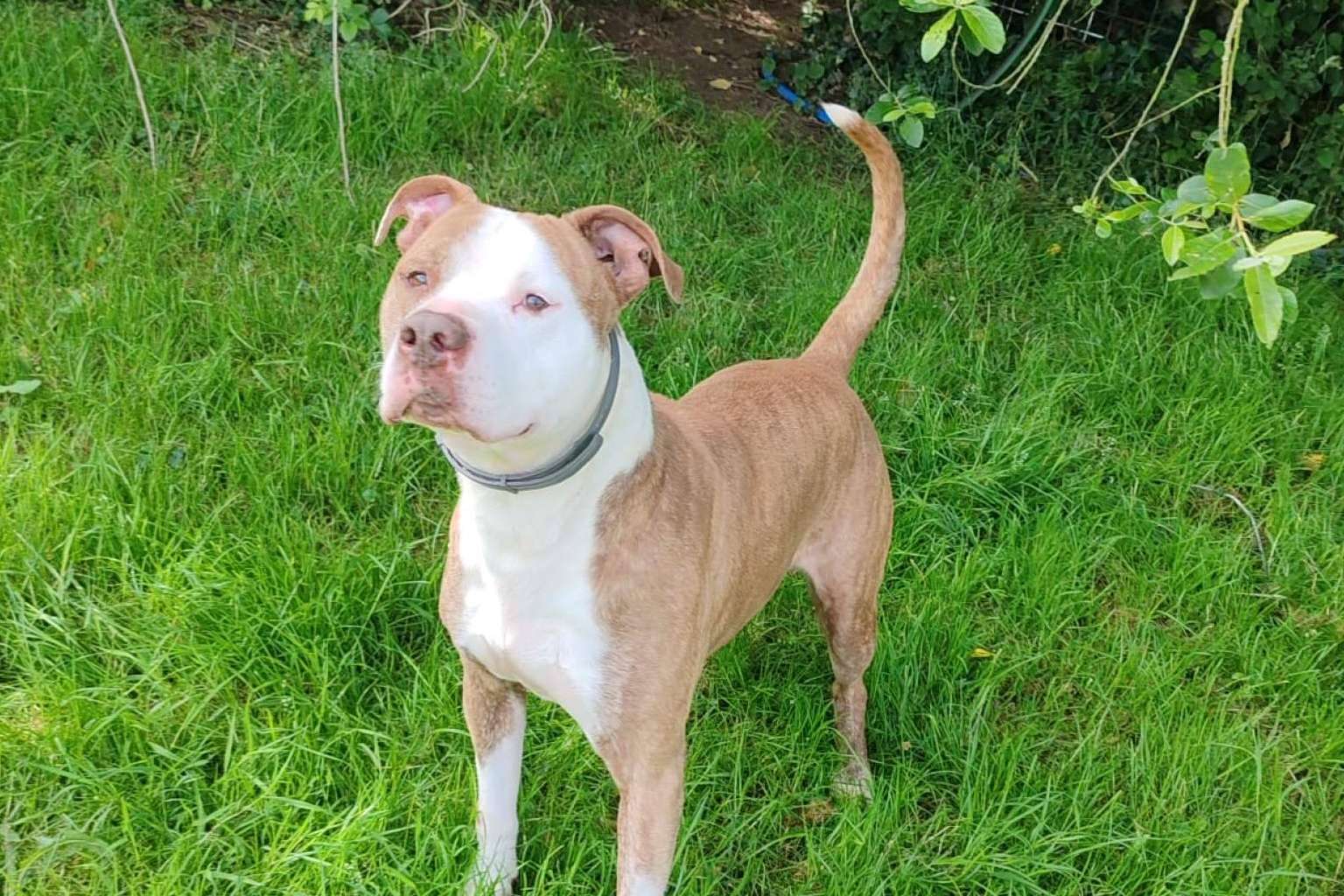 SOS Salvando Vidas transforma historias de abandono en adopciones responsables