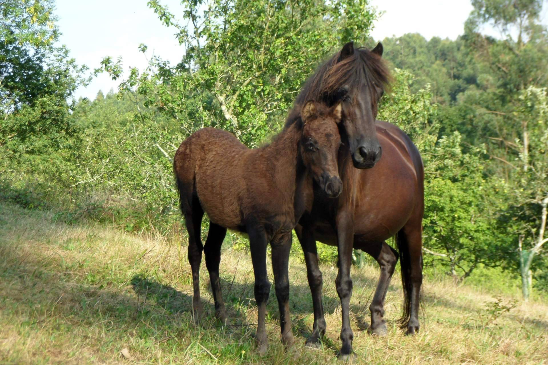 El Ecomuséu Ca l’Asturcón se posiciona como referente de ecoagroturismo en torno al poni asturiano