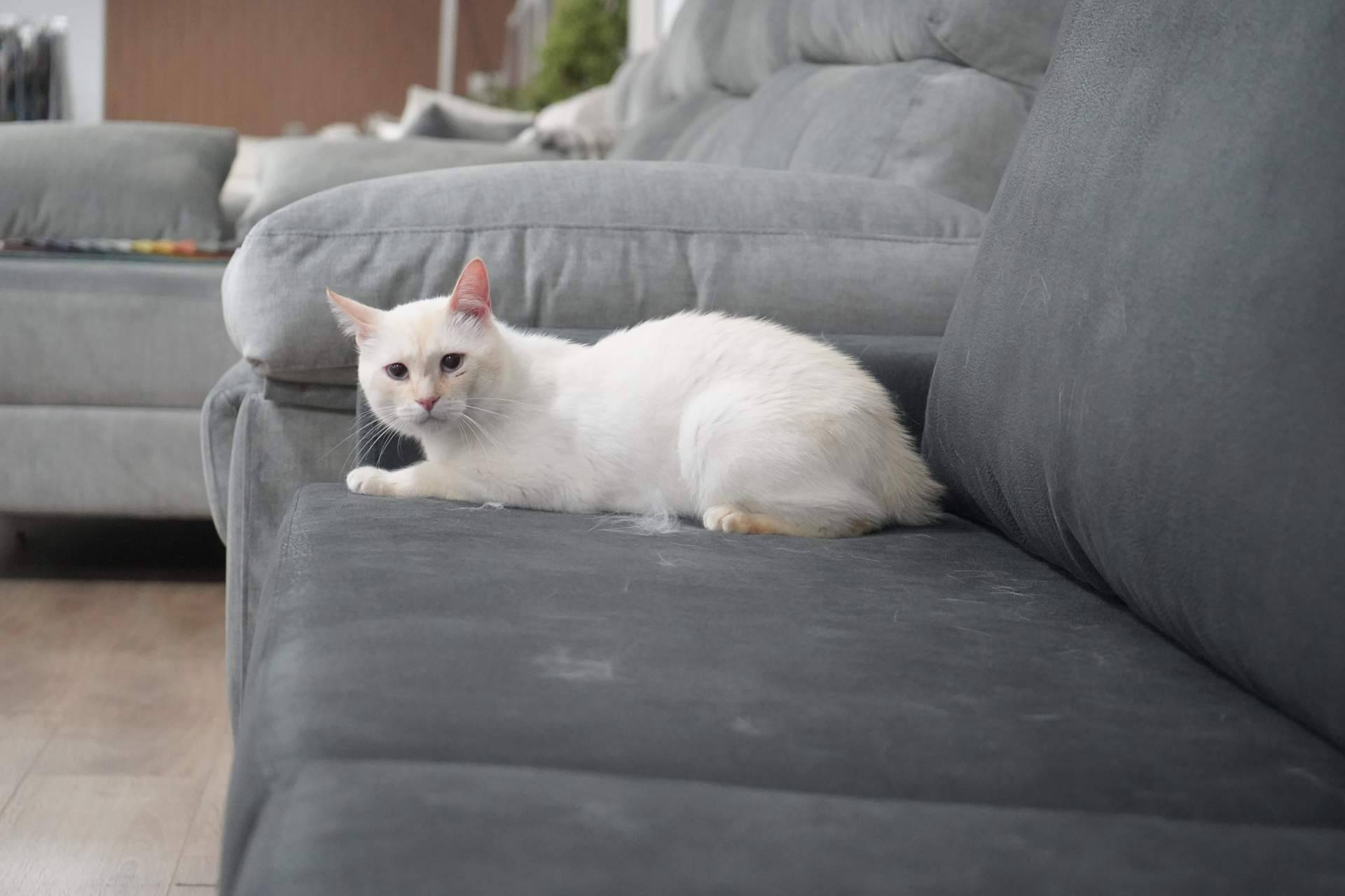 Nuevos sofás anti arañazos en Sofás Valencia, resistencia felina sin renunciar al diseño a medida