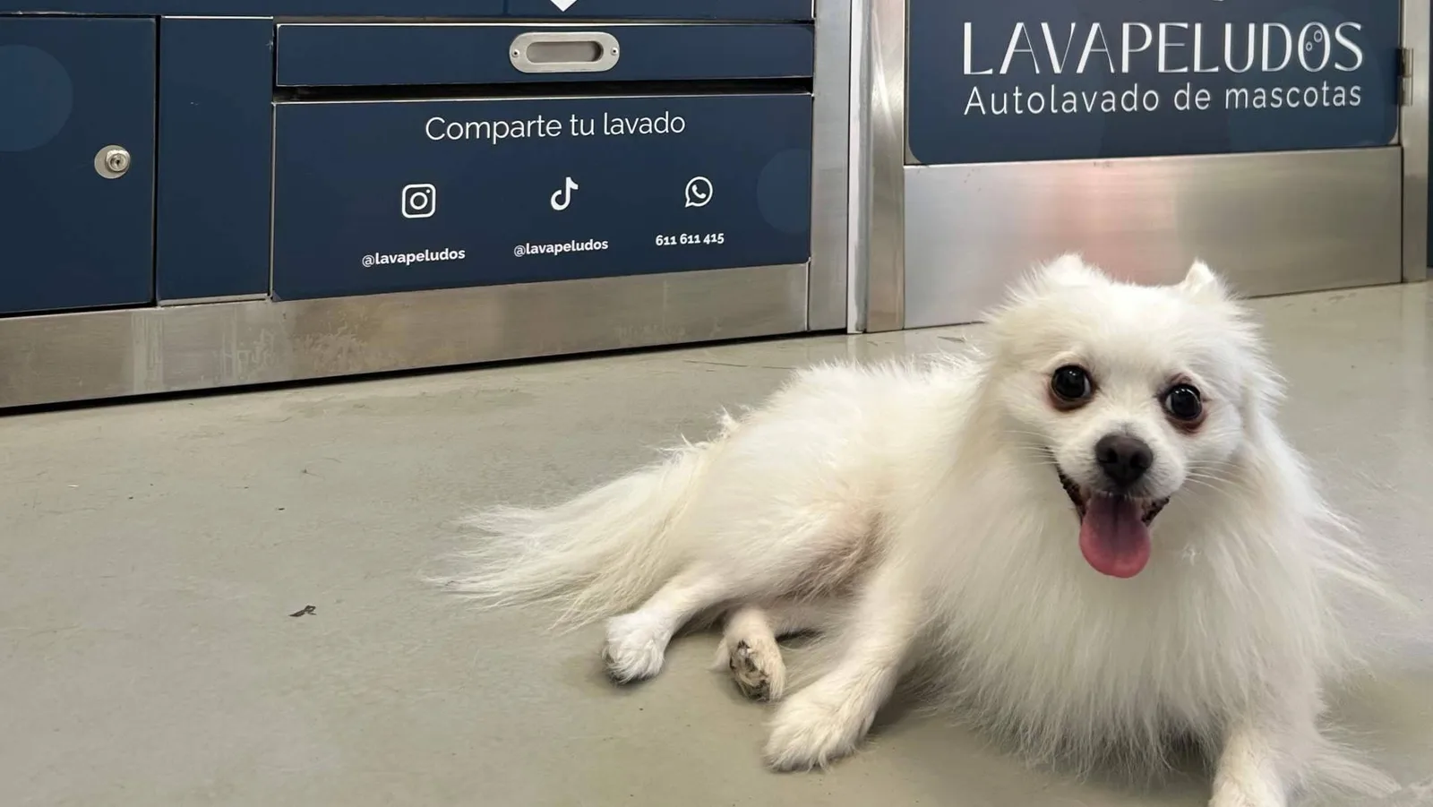 El autolavado de mascotas que evita pelos, olores y baños imposibles en casa llega a El Cañaveral